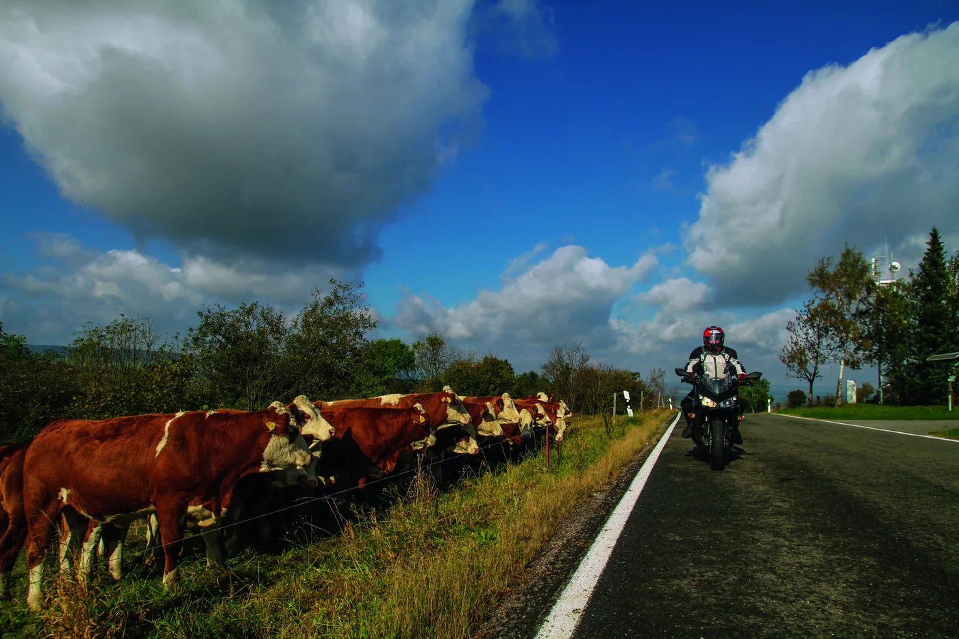 Rinder auf der Weide direkt neben der Landstraße, dahinter ein Motorrad Rinder auf der Weide direkt neben der Landstraße, dahinter ein Motorrad